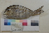  (Calamus arctifrons - FWRI00020)  @11 [ ] CreativeCommons - Attribution Non-Commercial (2011) Smithsonian Institution Smithsonian Institution