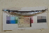  (Sphyraena borealis - FWRI00028)  @11 [ ] CreativeCommons - Attribution Non-Commercial (2011) Smithsonian Institution Smithsonian Institution