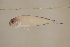  (Lonchopisthus micrognathus - FWRI00482)  @11 [ ] CreativeCommons - Attribution Non-Commercial (2011) Smithsonian Institution Smithsonian Institution