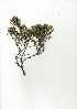  (Lachnaea penicillata - CM.705.5)  @11 [ ] CreativeCommons - Attribution (2012) Unspecified Unspecified