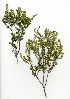  (Clutia polifolia - DEB.729.4)  @11 [ ] CreativeCommons - Attribution (2012) Unspecified Unspecified
