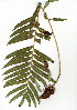  (Blechnum tabulare - EFG.703.8)  @11 [ ] CreativeCommons - Attribution (2012) Unspecified Unspecified