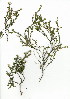  (Agathosma pubigera - EFG.801.2)  @11 [ ] CreativeCommons - Attribution (2012) Unspecified Unspecified