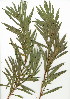  (Cliffortia heterophylla - ET.625.13)  @11 [ ] CreativeCommons - Attribution (2012) Unspecified Unspecified