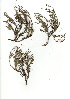  (Pelargonium tricolor - JAS.709.20)  @11 [ ] Unspecified (default): All Rights Reserved  Unspecified Unspecified