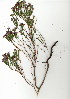  (Erica corifolia - JS.619.28)  @11 [ ] CreativeCommons - Attribution (2012) Unspecified Unspecified