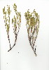  (Pelargonium laevigatum - JS.723.18)  @11 [ ] CreativeCommons - Attribution (2012) Unspecified Unspecified