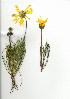  (Euryops speciosissimus - JS.723.2)  @11 [ ] CreativeCommons - Attribution (2012) Unspecified Unspecified