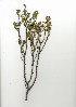  (Pelargonium englerianum - SM.724.16)  @11 [ ] CreativeCommons - Attribution (2012) Unspecified Unspecified