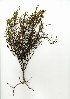  (Thesium ericaefolium - TEM.626.2)  @13 [ ] CreativeCommons - Attribution (2012) Unspecified Unspecified