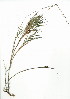  (Pentameris obtusifolia - TEM.704.7)  @11 [ ] CreativeCommons - Attribution (2012) Unspecified Unspecified