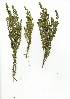  (Cliffortia serpyllifolia - TEM.704.9)  @11 [ ] CreativeCommons - Attribution (2012) Unspecified Unspecified