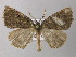  ( - BC ZSM Lep 26156)  @13 [ ] CreativeCommons - Attribution Non-Commercial Share-Alike (2010) Axel Hausmann/Bavarian State Collection of Zoology (ZSM) SNSB, Zoologische Staatssammlung Muenchen