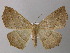  (Psilocerea AH02Et - BC ZSM Lep 26177)  @14 [ ] CreativeCommons - Attribution Non-Commercial Share-Alike (2010) Axel Hausmann/Bavarian State Collection of Zoology (ZSM) SNSB, Zoologische Staatssammlung Muenchen