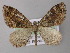  (Xanthorhoe AH08Et - BC ZSM Lep 26176)  @14 [ ] CreativeCommons - Attribution Non-Commercial Share-Alike (2010) Axel Hausmann/Bavarian State Collection of Zoology (ZSM) SNSB, Zoologische Staatssammlung Muenchen