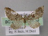  (Eupithecia AH16Et - BC ZSM Lep 26139)  @14 [ ] CreativeCommons - Attribution Non-Commercial Share-Alike (2010) Axel Hausmann/Bavarian State Collection of Zoology (ZSM) SNSB, Zoologische Staatssammlung Muenchen