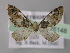  (Eupithecia AH19Et - BC ZSM Lep 26148)  @13 [ ] CreativeCommons - Attribution Non-Commercial Share-Alike (2010) Axel Hausmann/Bavarian State Collection of Zoology (ZSM) SNSB, Zoologische Staatssammlung Muenchen