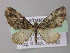  (Eupithecia AH23Et - BC ZSM Lep 26158)  @14 [ ] CreativeCommons - Attribution Non-Commercial Share-Alike (2010) Axel Hausmann/Bavarian State Collection of Zoology (ZSM) SNSB, Zoologische Staatssammlung Muenchen