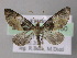  (Eupithecia AH25Et - BC ZSM Lep 26160)  @14 [ ] CreativeCommons - Attribution Non-Commercial Share-Alike (2010) Axel Hausmann/Bavarian State Collection of Zoology (ZSM) SNSB, Zoologische Staatssammlung Muenchen