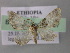  (Eupithecia AH26Et - BC ZSM Lep 26167)  @13 [ ] CreativeCommons - Attribution Non-Commercial Share-Alike (2010) Axel Hausmann/Bavarian State Collection of Zoology (ZSM) SNSB, Zoologische Staatssammlung Muenchen