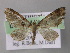  (Eupithecia AH30Et - BC ZSM Lep 26180)  @13 [ ] CreativeCommons - Attribution Non-Commercial Share-Alike (2010) Axel Hausmann/Bavarian State Collection of Zoology (ZSM) SNSB, Zoologische Staatssammlung Muenchen