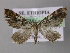  (Eupithecia AH32Et - BC ZSM Lep 26189)  @13 [ ] CreativeCommons - Attribution Non-Commercial Share-Alike (2010) Axel Hausmann/Bavarian State Collection of Zoology (ZSM) SNSB, Zoologische Staatssammlung Muenchen