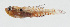  (Eviota infulata - GAM-340)  @11 [ ] CreativeCommons  Attribution Non-Commercial (by-nc) (2010) Unspecified Smithsonian Institution National Museum of Natural History