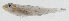  (Pleurosicya fringilla - GAM-291)  @11 [ ] CreativeCommons  Attribution Non-Commercial (by-nc) (2010) Unspecified Smithsonian Institution National Museum of Natural History