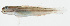  (Amblygobius nocturnus - GAM-230)  @11 [ ] CreativeCommons  Attribution Non-Commercial (by-nc) (2010) Unspecified Smithsonian Institution National Museum of Natural History