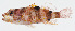  (Plectranthias fourmanoiri - GAM-696)  @11 [ ] CreativeCommons  Attribution Non-Commercial (by-nc) (2010) Unspecified Smithsonian Institution National Museum of Natural History