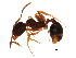 (Aphaenogaster occidentalis - GJU-04-034)  @14 [ ] CreativeCommons - Attribution (2012) CBG Photography Group Centre for Biodiversity Genomics