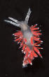  (Flabellina amabilis - AC6-11)  @13 [ ] Unspecified (default): All Rights Reserved  Unspecified Unspecified