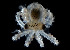  (Octopus bimaculoides - BIOUG01229-G10)  @11 [ ] CreativeCommons - Attribution Non-Commercial Share-Alike (2016) Peter J. Bryant University of California, Irvine