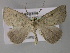  ( - BC ZSM Lep 10712)  @13 [ ] CreativeCommons - Attribution Non-Commercial Share-Alike (2010) Axel Hausmann/Bavarian State Collection of Zoology (ZSM) SNSB, Zoologische Staatssammlung Muenchen