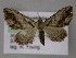  ( - BC ZSM Lep 10744)  @12 [ ] CreativeCommons - Attribution Non-Commercial Share-Alike (2010) Axel Hausmann/Bavarian State Collection of Zoology (ZSM) SNSB, Zoologische Staatssammlung Muenchen