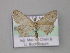  (Idaea AH16 - BC ZSM Lep 01402)  @13 [ ] CreativeCommons - Attribution Non-Commercial Share-Alike (2010) Unspecified SNSB, Zoologische Staatssammlung Muenchen