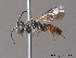  (Sphecodes geoffrellus - BC ZSM HYM 10154)  @15 [ ] CreativeCommons - Attribution Non-Commercial Share-Alike (2010) ZSM (Zoologische Staatssammlung Muenchen) SNSB, Zoologische Staatssammlung Muenchen