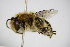  (Anthophora bimaculata - BC ZSM HYM 14462)  @15 [ ] CreativeCommons - Attribution Non-Commercial Share-Alike (2015) Unspecified SNSB, Zoologische Staatssammlung Muenchen