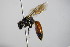  (Sphecodes pellucidus - BC ZSM HYM 14640)  @14 [ ] CreativeCommons - Attribution Non-Commercial Share-Alike (2015) Unspecified SNSB, Zoologische Staatssammlung Muenchen