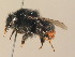  (Bombus lapidarius - BC ZSM HYM 14932)  @14 [ ] CreativeCommons - Attribution Non-Commercial Share-Alike (2015) Unspecified SNSB, Zoologische Staatssammlung Muenchen