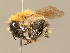  (Bombus pascuorum - BC ZSM HYM 14942)  @14 [ ] CreativeCommons - Attribution Non-Commercial Share-Alike (2015) Unspecified SNSB, Zoologische Staatssammlung Muenchen