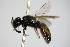  (Sphecodes hyalinatus - BC ZSM HYM 17309)  @13 [ ] CreativeCommons - Attribution Non-Commercial Share-Alike (2015) Unspecified SNSB, Zoologische Staatssammlung Muenchen