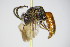  (Sphecodes alternatus - BC ZSM HYM 17418)  @13 [ ] CreativeCommons - Attribution Non-Commercial Share-Alike (2015) Unspecified SNSB, Zoologische Staatssammlung Muenchen