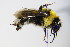  (Bombus argillaceus - BC ZSM HYM 17920)  @15 [ ] CreativeCommons - Attribution Non-Commercial Share-Alike (2015) Unspecified SNSB, Zoologische Staatssammlung Muenchen