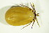  (Ixodes sp221 - GBOL03826)  @11 [ ] CreativeCommons - Attribution Non-Commercial Share-Alike (2015) Unspecified SNSB, Zoologische Staatssammlung Muenchen