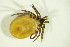  (Ixodes sp227 - GBOL03832)  @11 [ ] CreativeCommons - Attribution Non-Commercial Share-Alike (2015) Unspecified SNSB, Zoologische Staatssammlung Muenchen