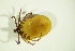  (Ixodes sp231 - GBOL03836)  @11 [ ] CreativeCommons - Attribution Non-Commercial Share-Alike (2015) Unspecified SNSB, Zoologische Staatssammlung Muenchen