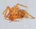  (Troglohyphantes noricus - GBOL12429)  @11 [ ] CreativeCommons - Attribution Non-Commercial Share-Alike (2015) SNSB (Staatliche Naurwissenschaftliche Sammlungen Bayerns) SNSB, Zoologische Staatssammlung Muenchen