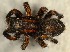  (Phlegra fasciata - GBOL14380)  @14 [ ] CreativeCommons - Attribution Non-Commercial Share-Alike (2015) SNSB (Staatliche Naurwissenschaftliche Sammlungen Bayerns) SNSB, Zoologische Staatssammlung Muenchen