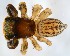  (Euophrys - GBOL14420)  @15 [ ] CreativeCommons - Attribution Non-Commercial Share-Alike (2015) SNSB (Staatliche Naurwissenschaftliche Sammlungen Bayerns) SNSB, Zoologische Staatssammlung Muenchen